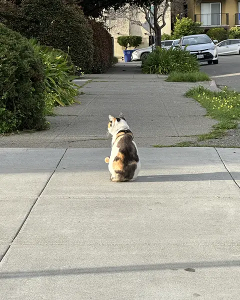 A reflective cat in North Berkeley.